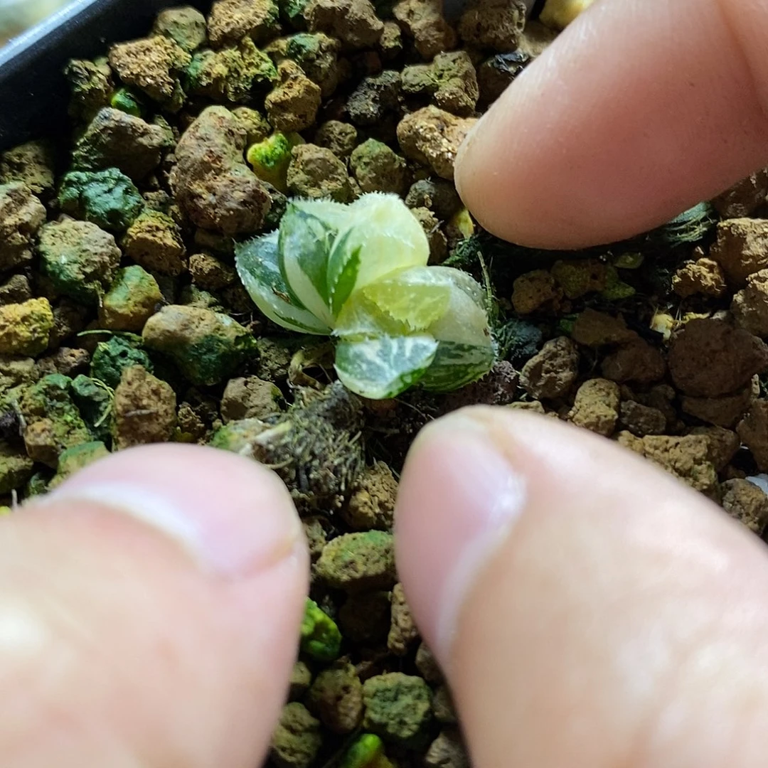 玩*203白砂糖哈哈哈哈哈