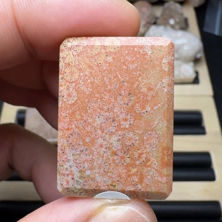 硅化珊瑚（珊瑚玉）未镶嵌纯天然色有机玉石保真色