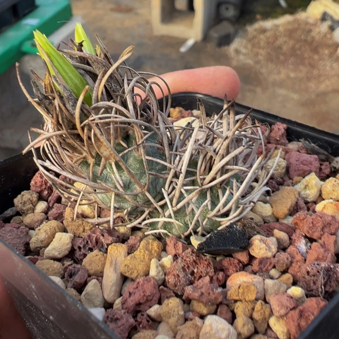 实生根双头黄龙丸多肉植物带盆土