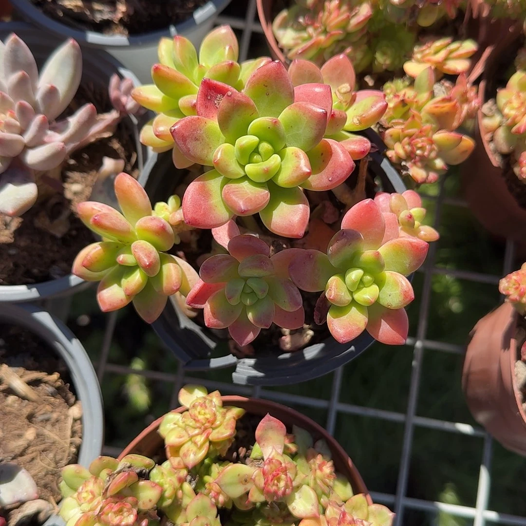 香格里拉多肉植物精品