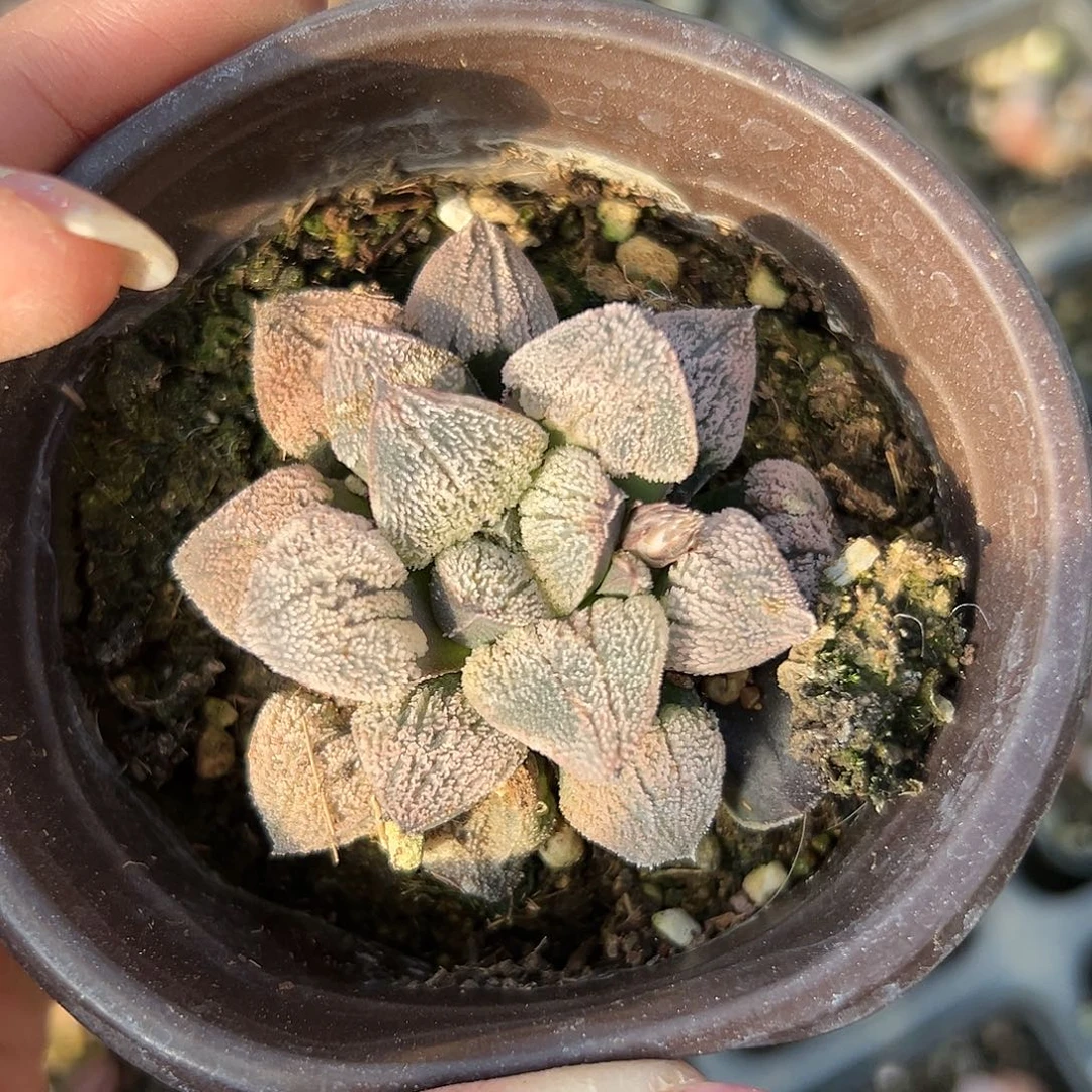 多肉植物多肉植物