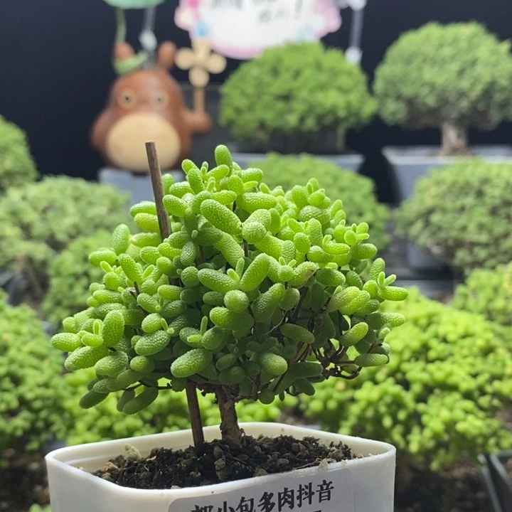蜜橘糖球7997枝干番杏