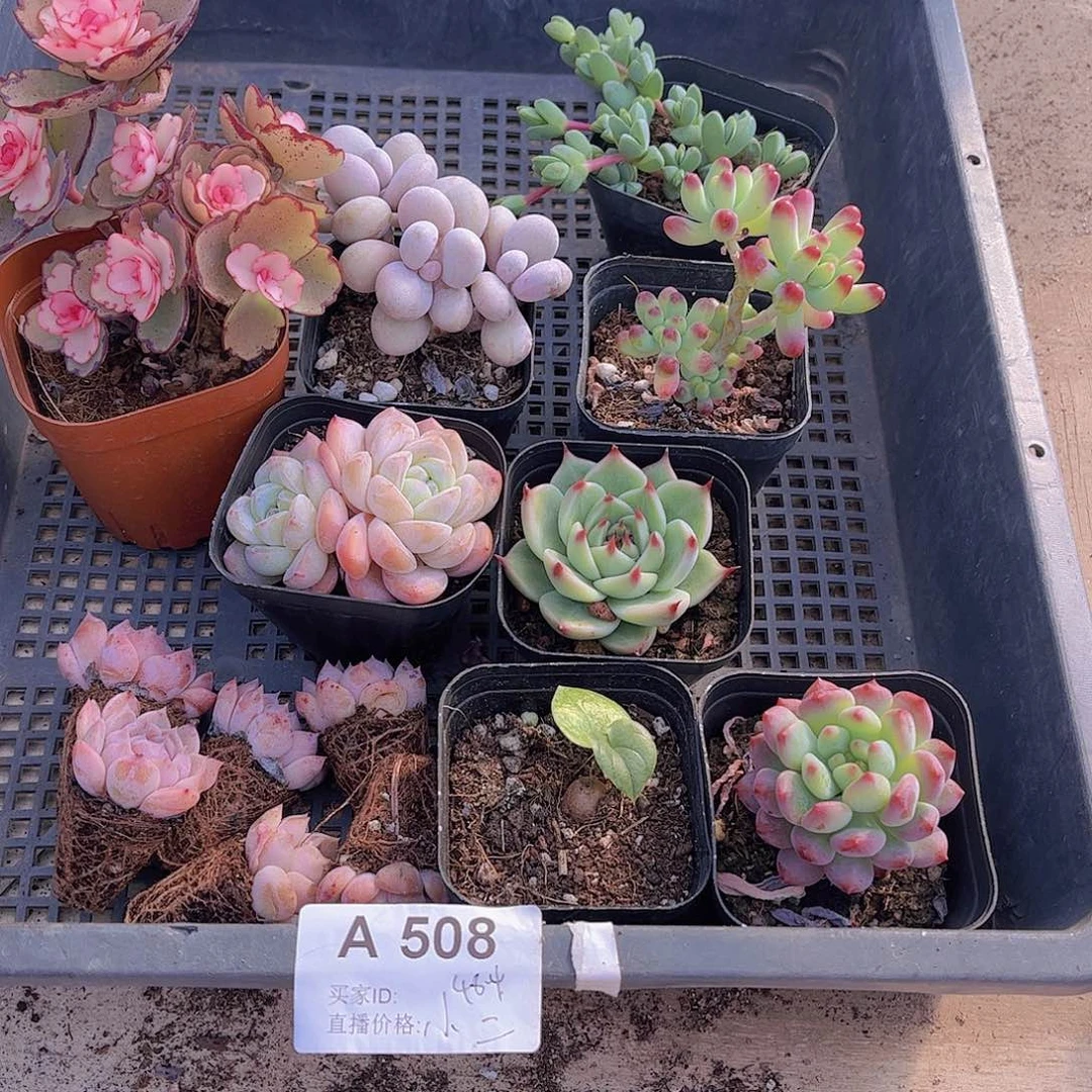 多肉508多肉植物
