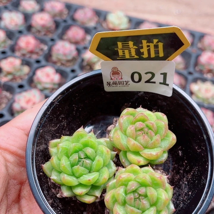 多肉植物多肉植物