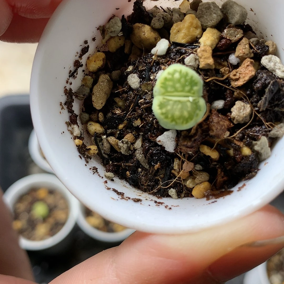 W425多肉植物保护