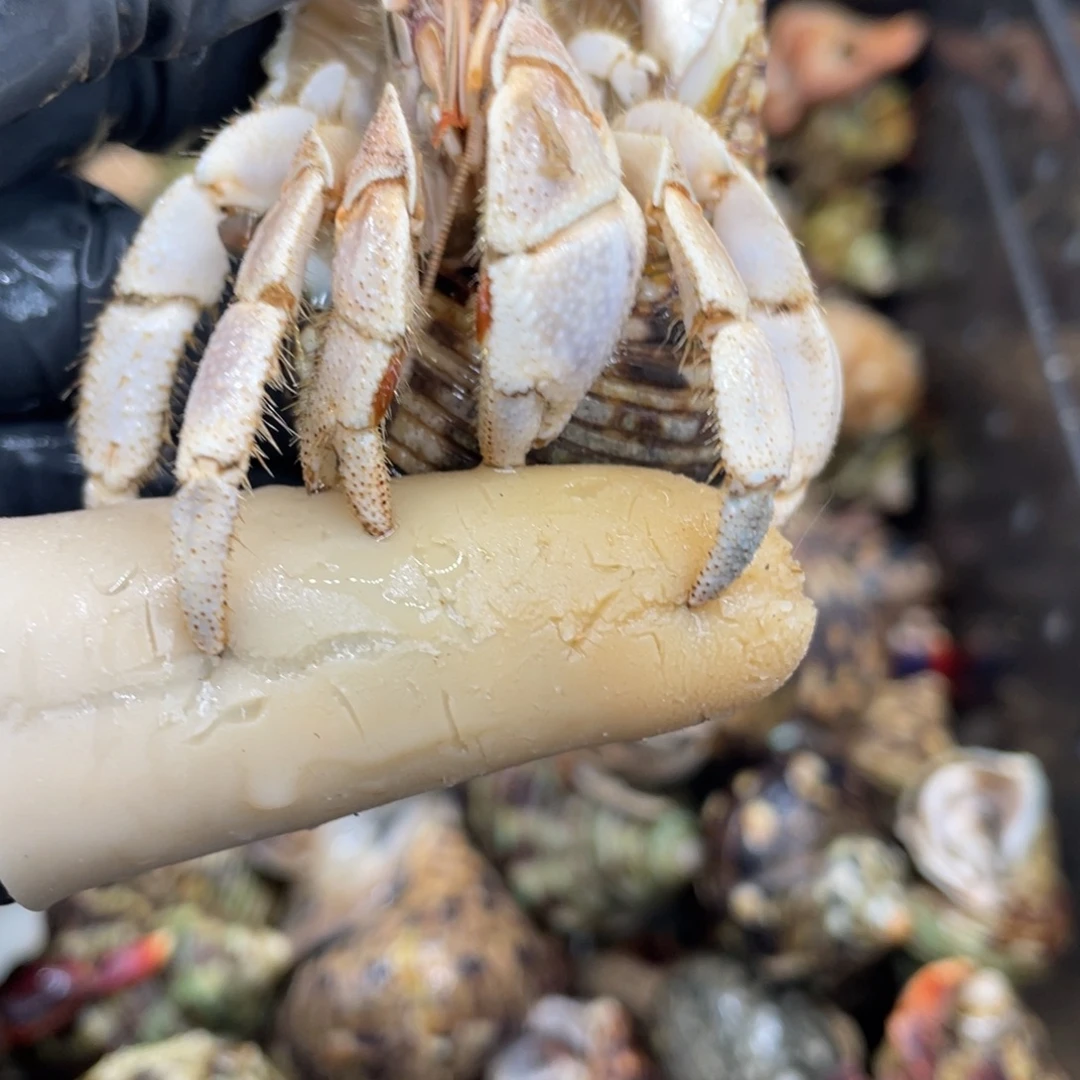 不退不换活体宠物104