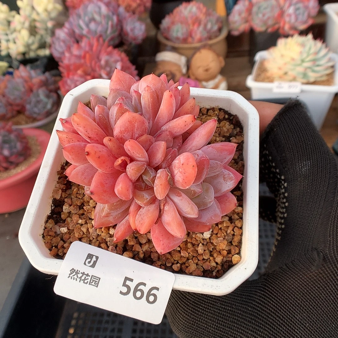 566雪天使多肉植物6666