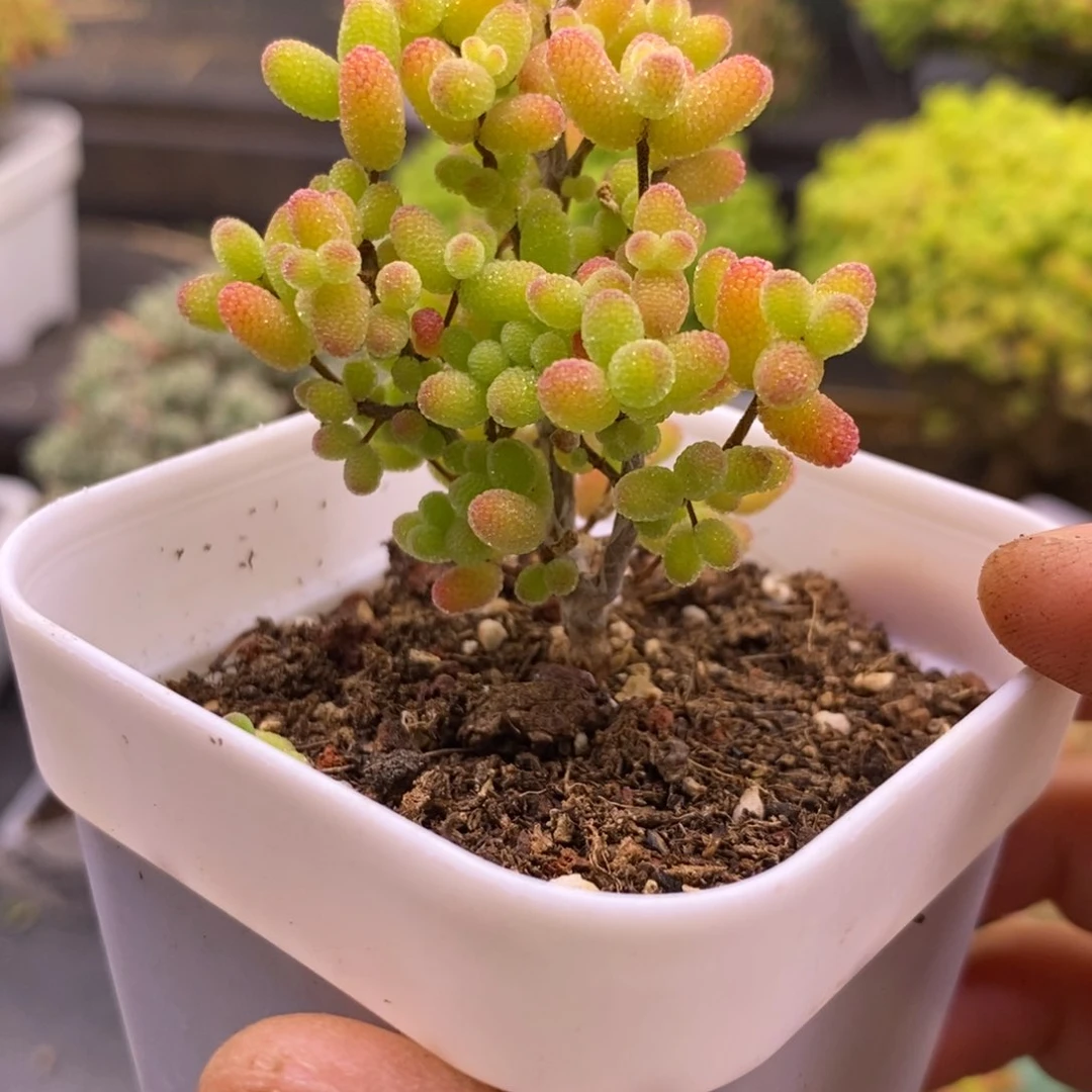 敏**~85金橘糖球。