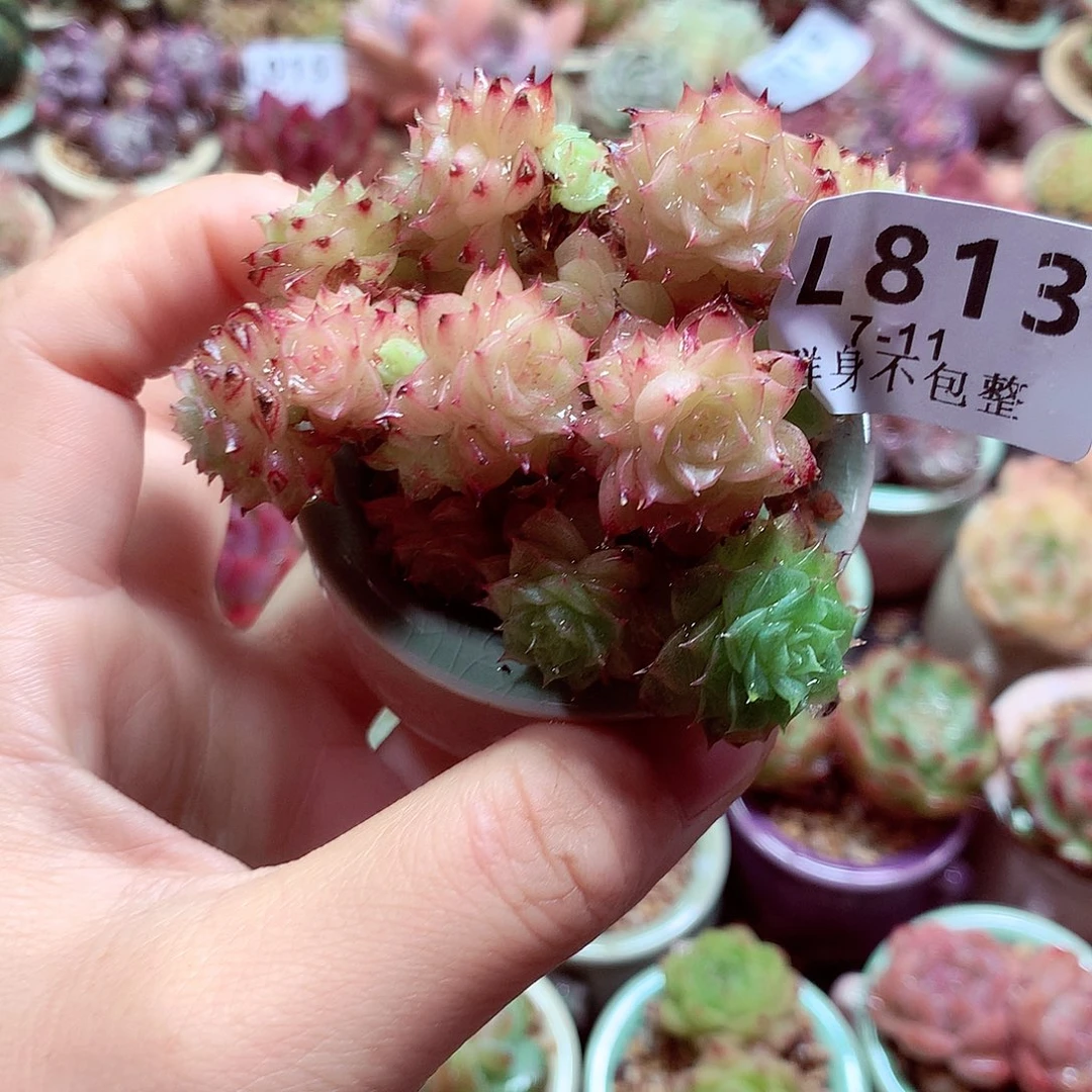精控拇指盆多肉7.11813