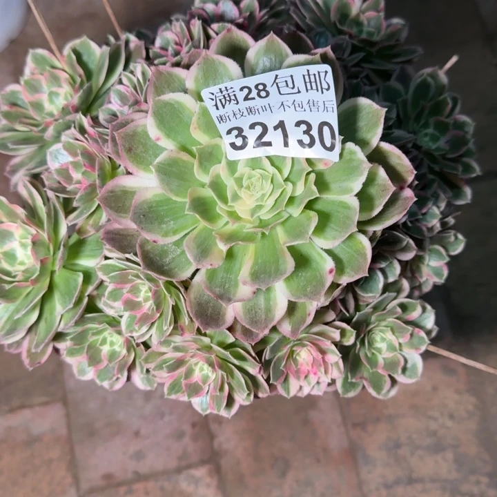 32130孔雀翎多肉植物
