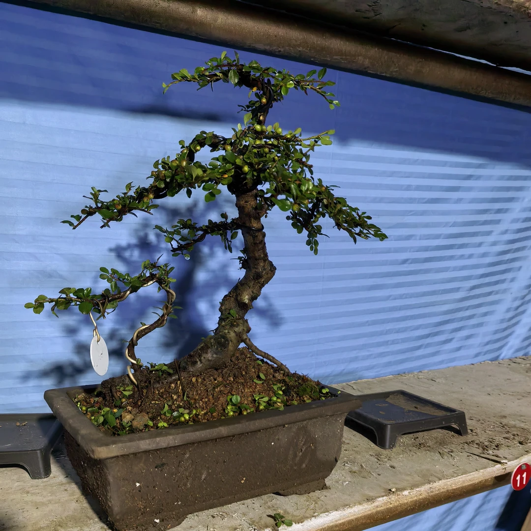 白花米叶珍珠荀子，开白花挂红果，冬天不落叶不落果，一年四季常青