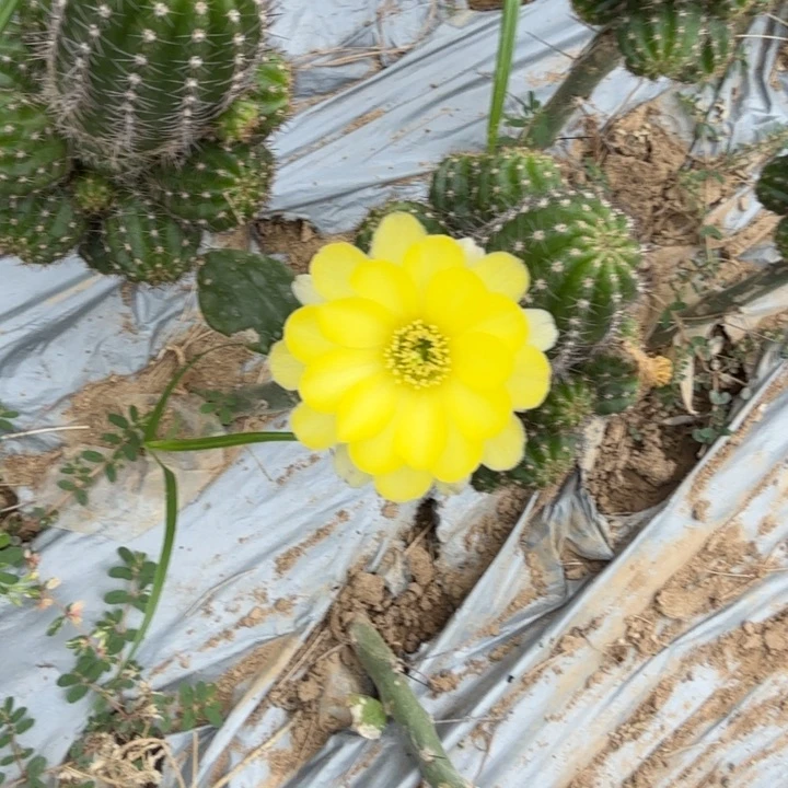 矮胖白檀800小群788