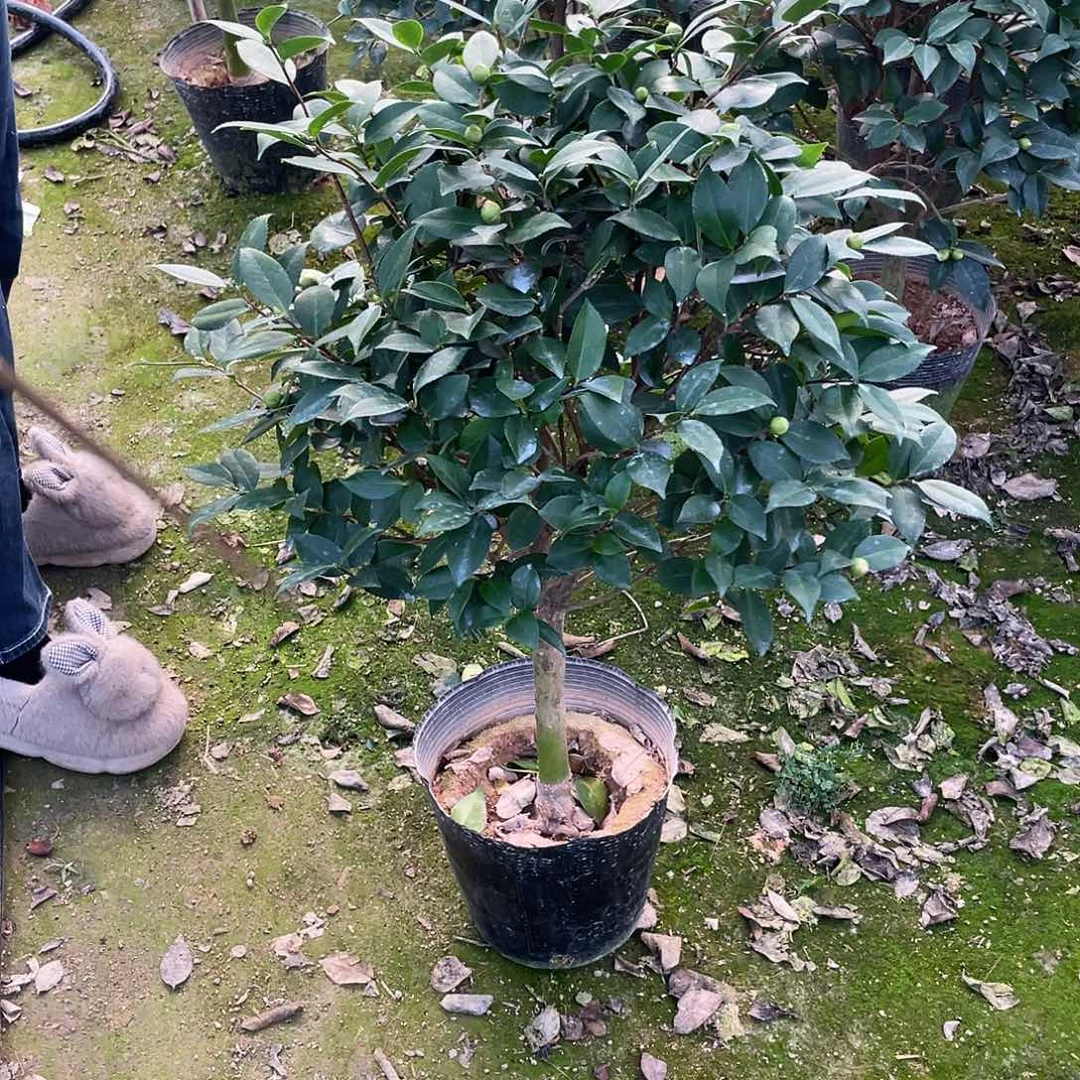 无花朵香妃茶花00001