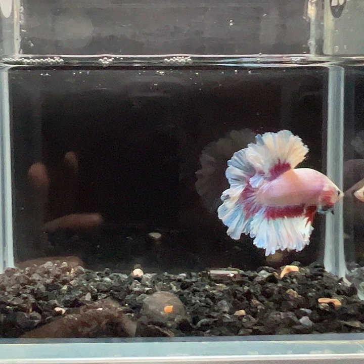 斗鱼满30包邮11日71