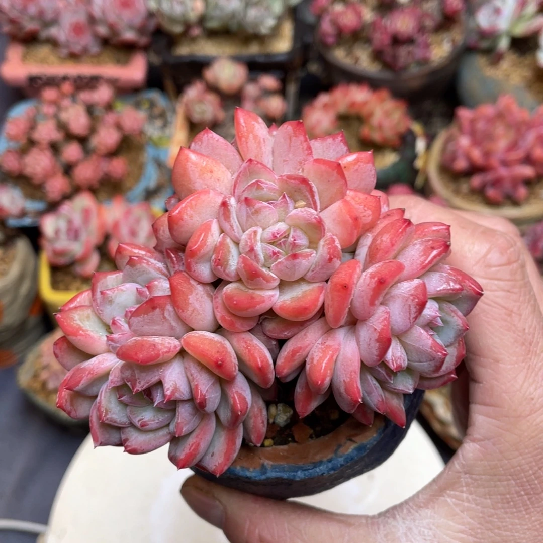 粉蓝鸟杂梦露群生老桩