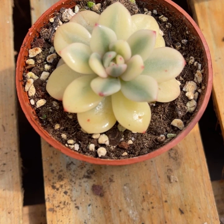 秋可园艺 梦露锦宽锦