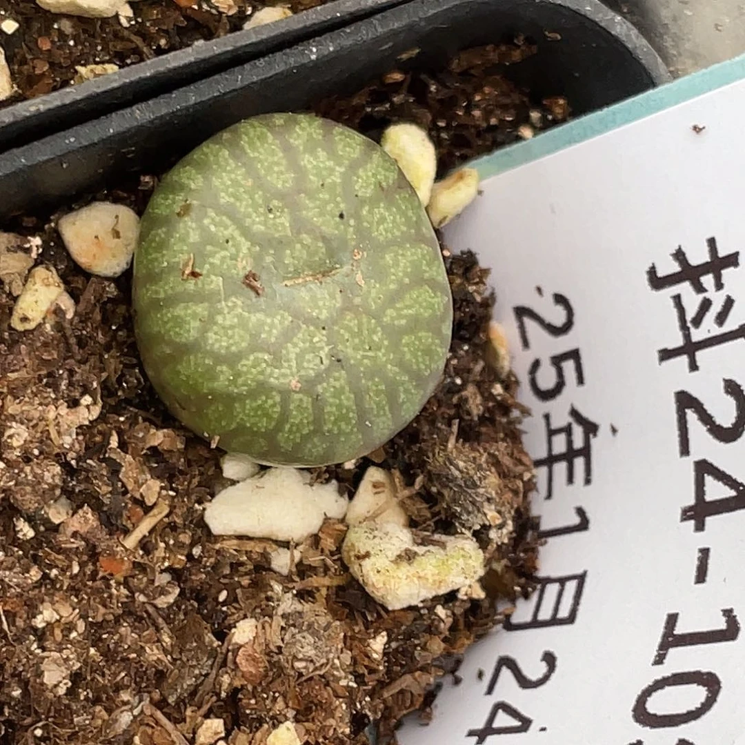 24-103送奶杂多肉植物