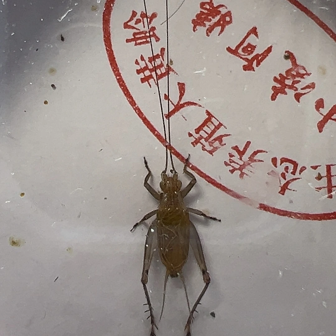 黄蛉哈哈哈哈哈哈哈哈哈哈哈哈