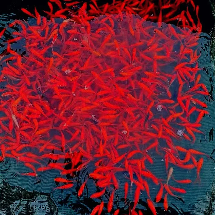 樱花火焰草金鱼65只（多彩混色）不指定颜色3-6公分 全国包邮