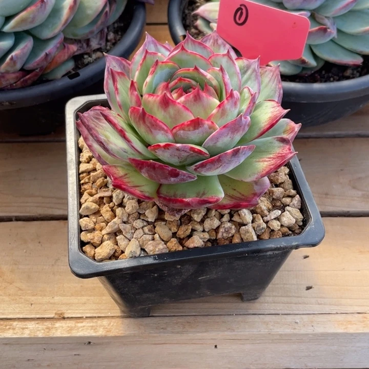 惊鸿仙子多肉植物1四脚吞金兽