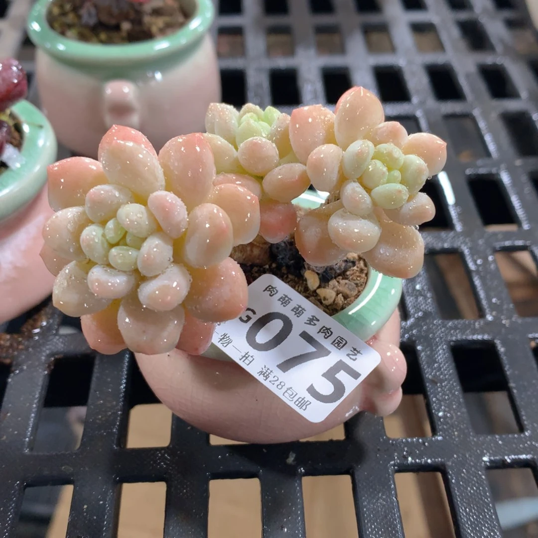 肉萌萌拇指盆精控多肉ZG075
