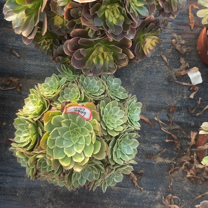 两颗多肉法师不包损49