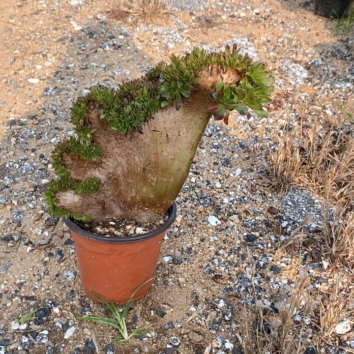 黑法师缀化冠服25厘米左右