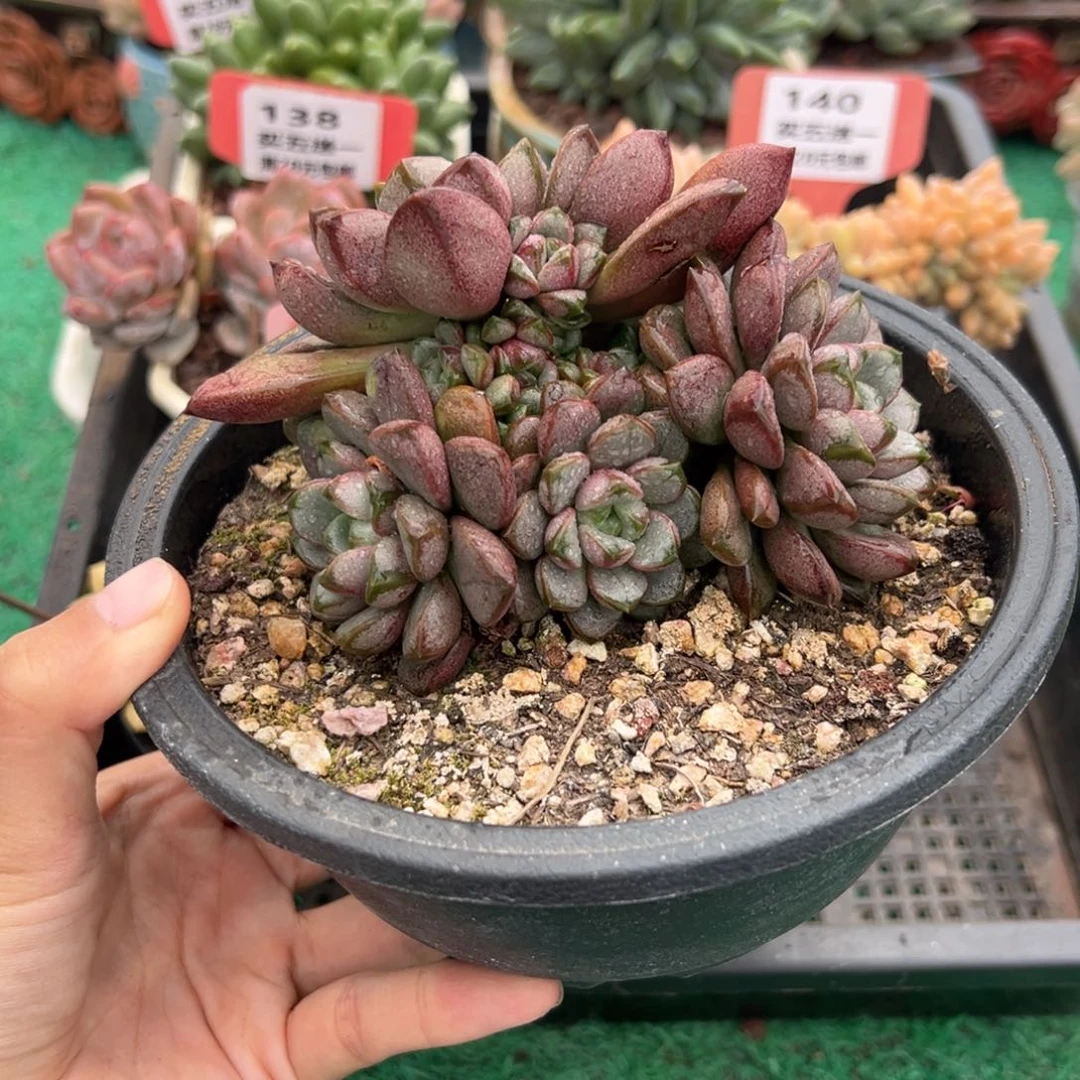 表妹精品多肉植物142.