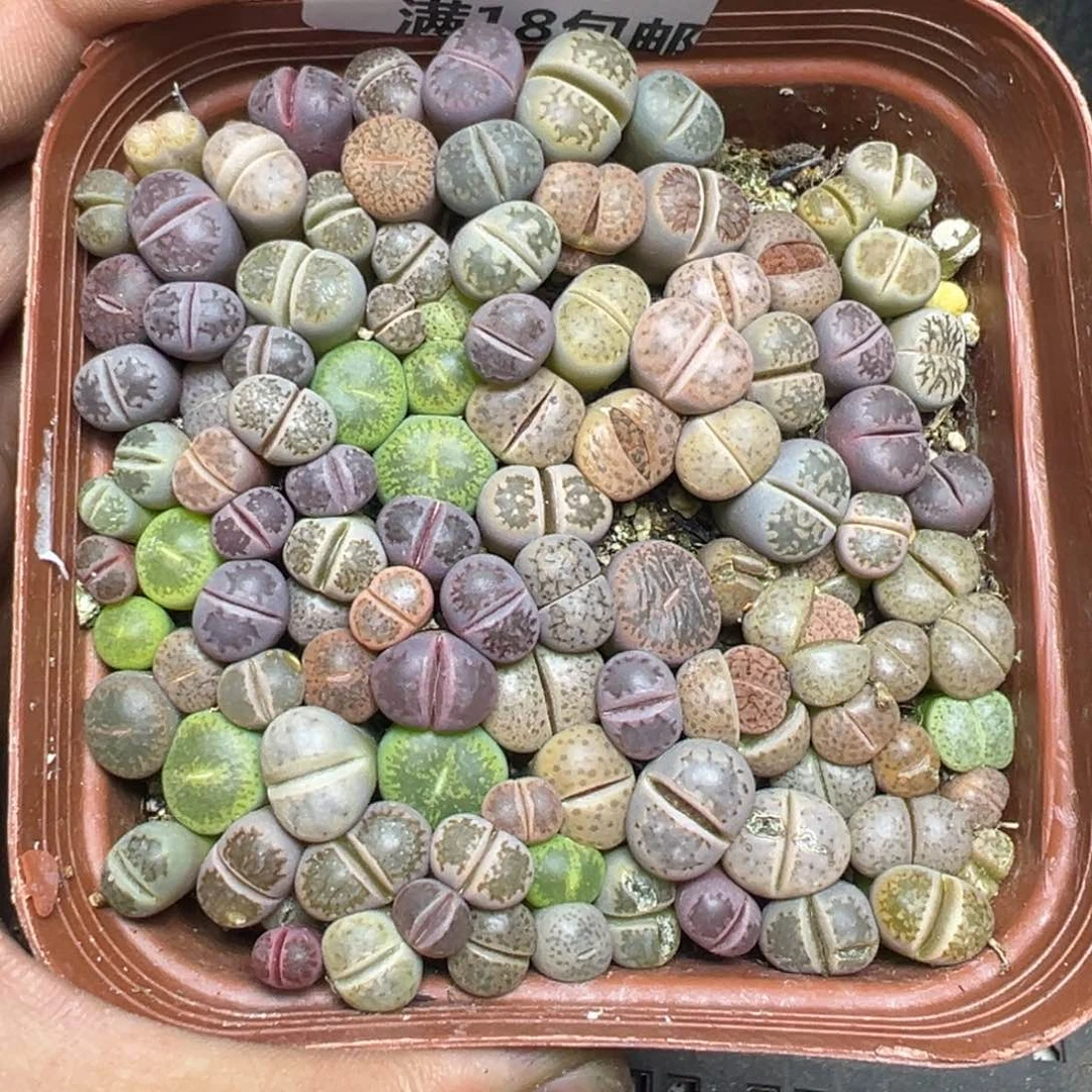 【闪购商品】 417。