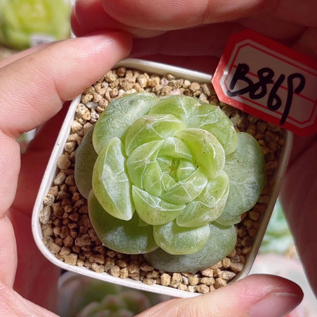 B869 一物一拍 精选珍妮