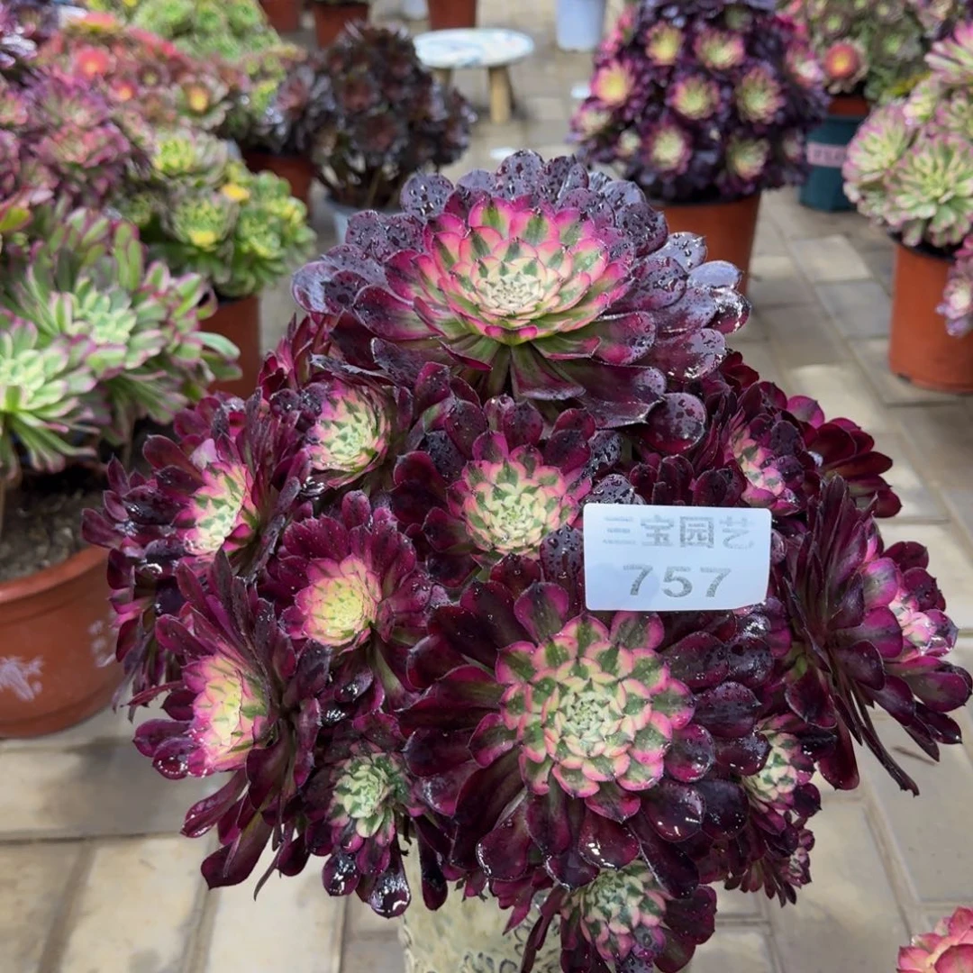 完****?多肉植物757红桐柏主头偏