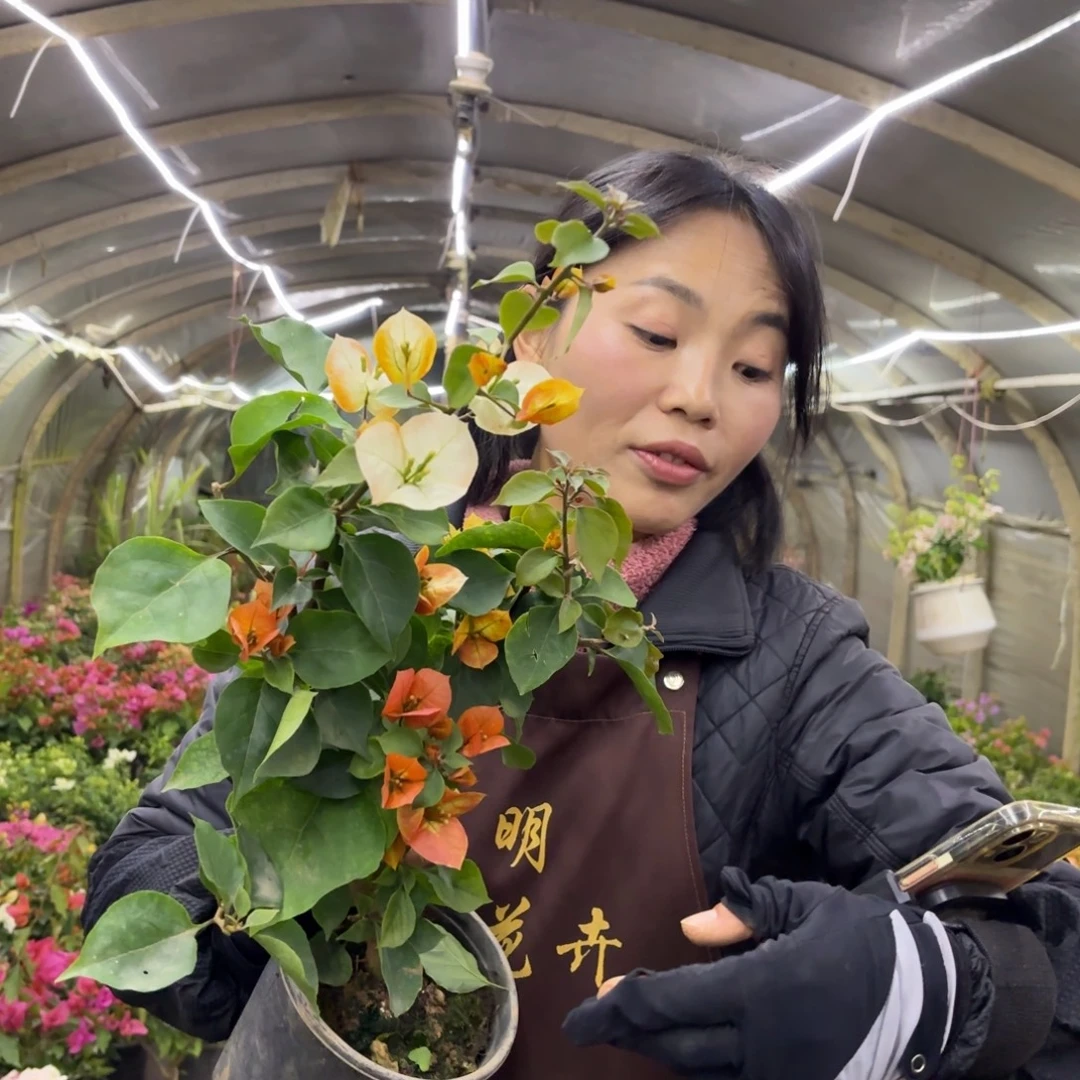 全部花苞（凤凰）三角梅会落花落叶会光杆苗有大有小