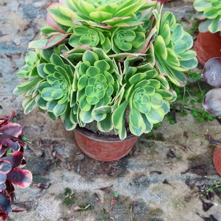 796奶白多肉植物