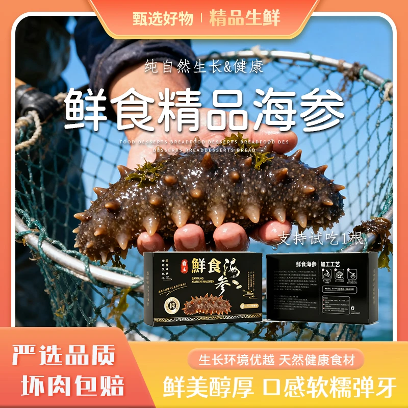 纯淡海参滋补实惠之选Q弹口感