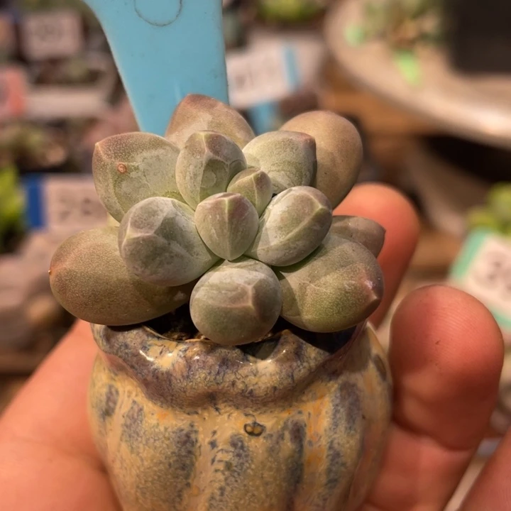 星空带盆421号的啊啊多肉啊啊