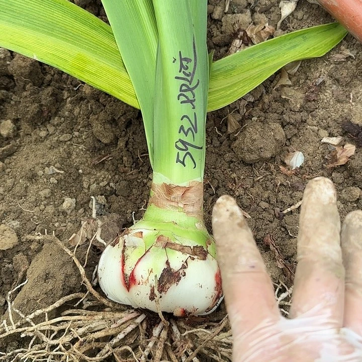 河***县双迹10左右带土5932