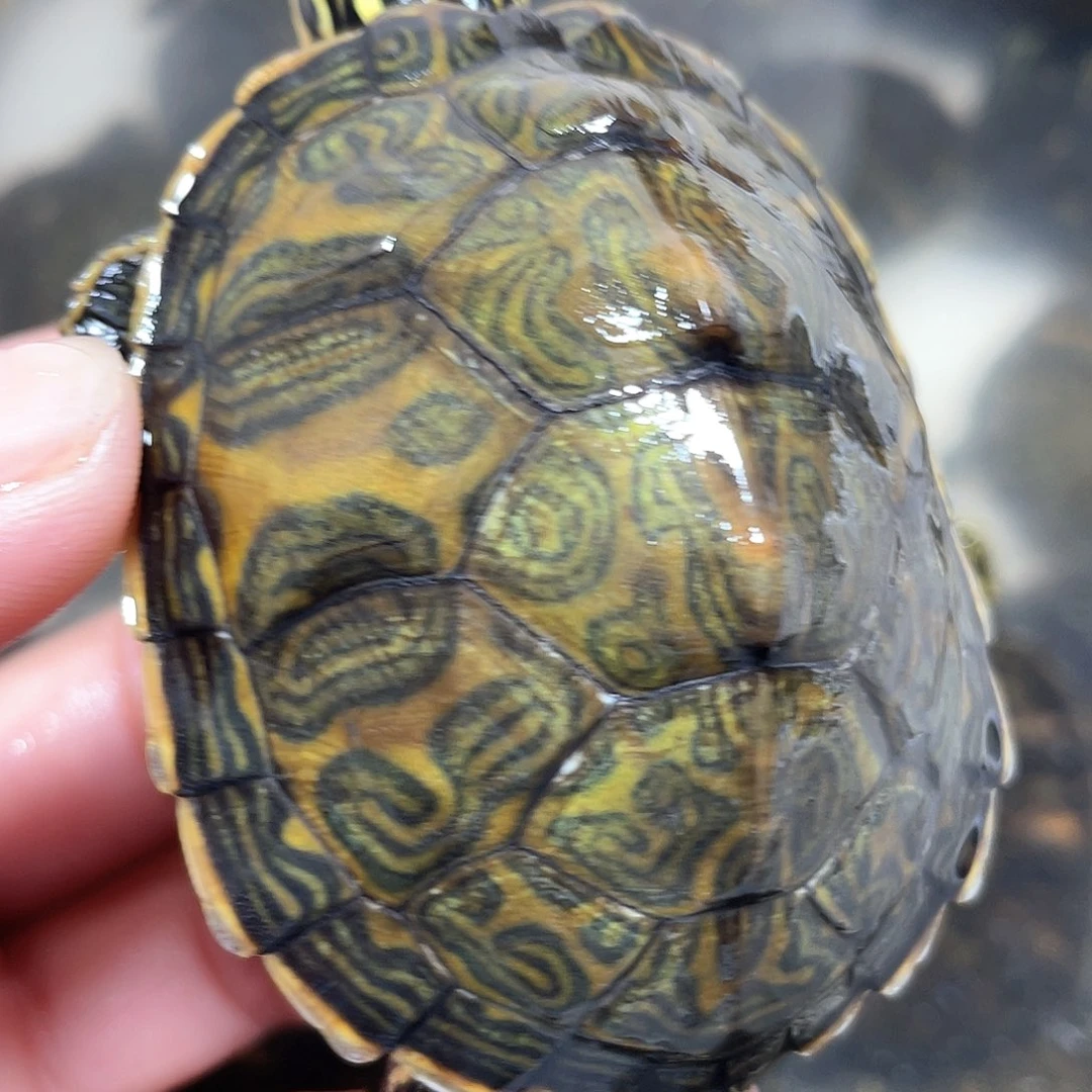 宠物龟不分公母火焰