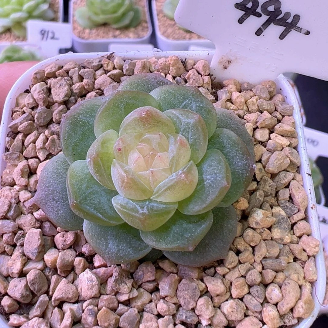 494号青竹 晗雨多肉