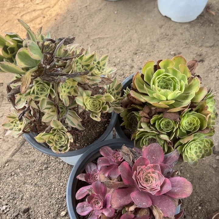 白兰地雨荷纳福三颗组量多肉植物