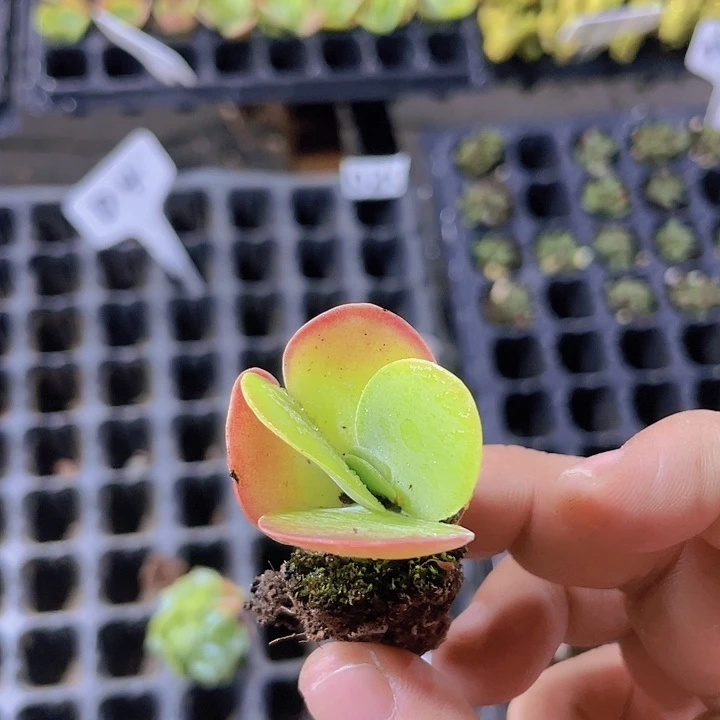 唐印精品多肉量拍