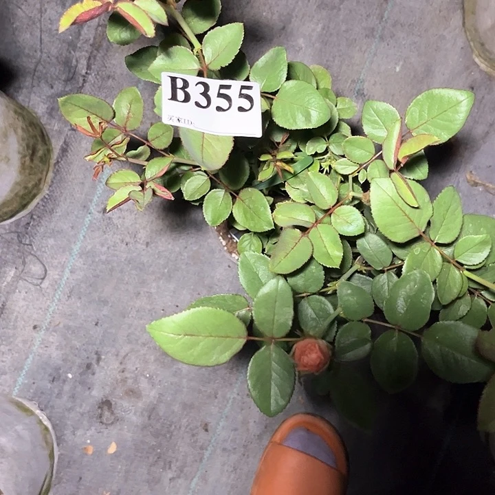 当前无花朵，栽培后可花朵甜蜜蜜355号