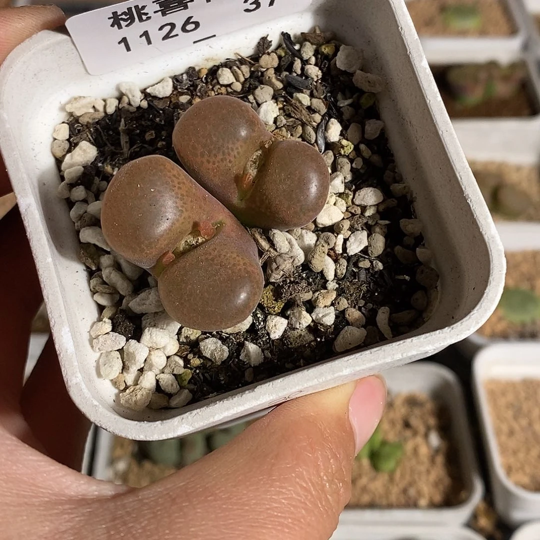 孙*英26-37-风铃。