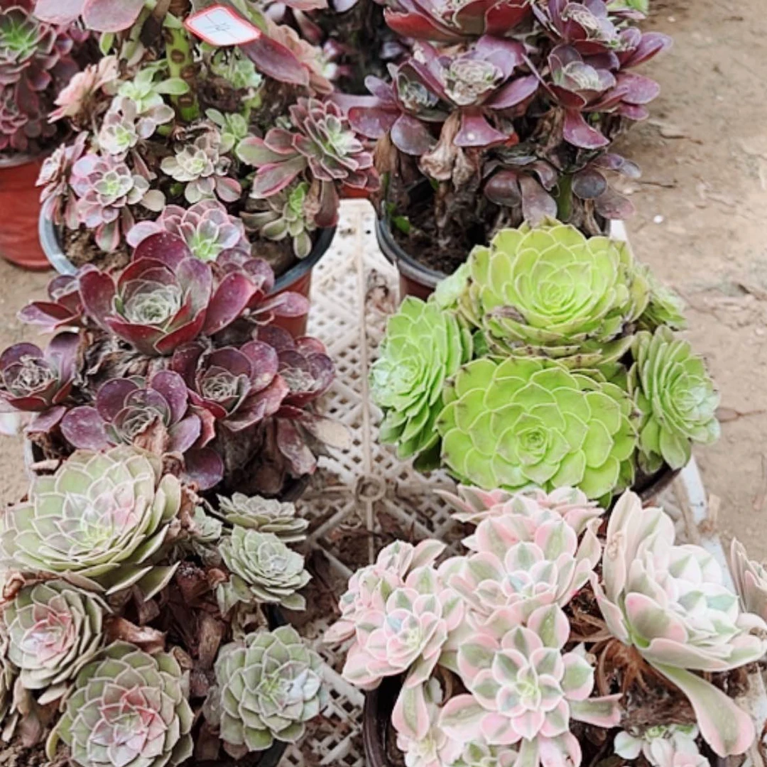 【闪购商品】无花朵天****真14号套餐6颗断枝不包