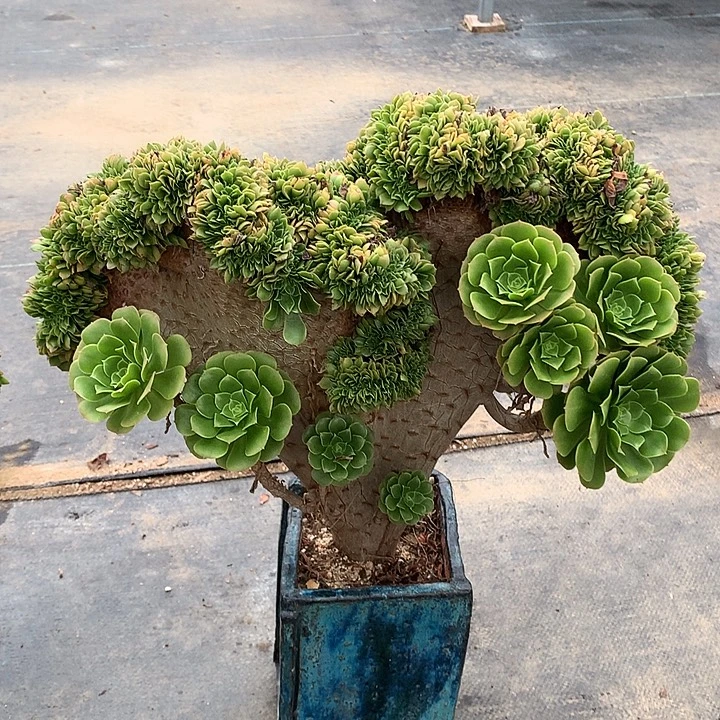 绿杨蓉缀土与不带盆