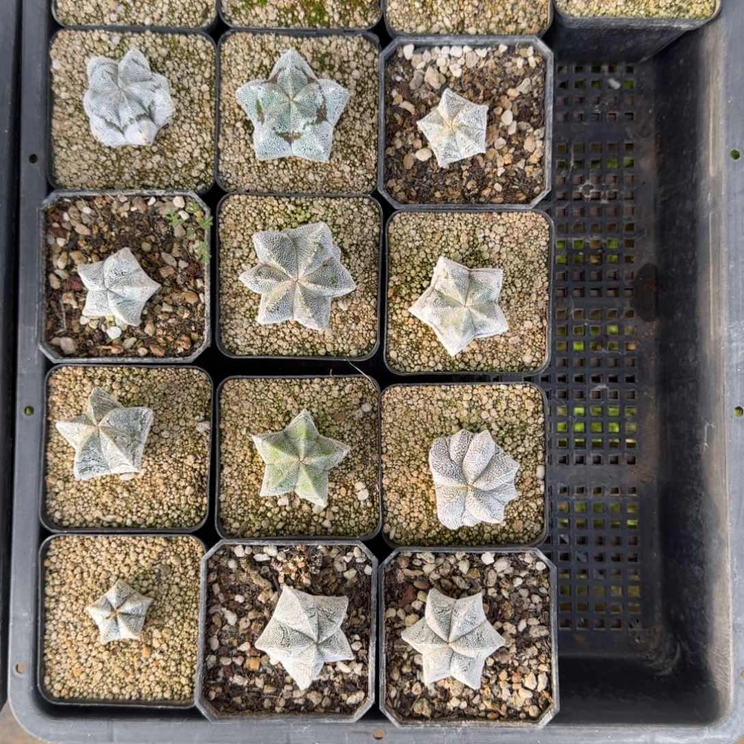 一筐恩冢鸾凤玉一物一拍多肉