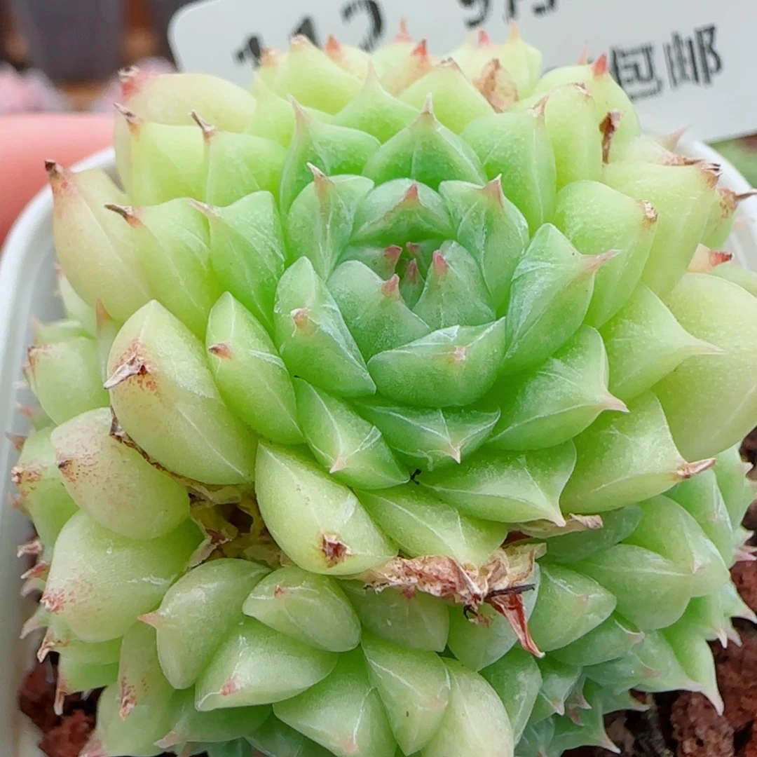 花语逸镜0924-112捧花麦秆