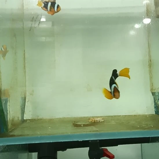 海水鱼金双带一对观赏鱼