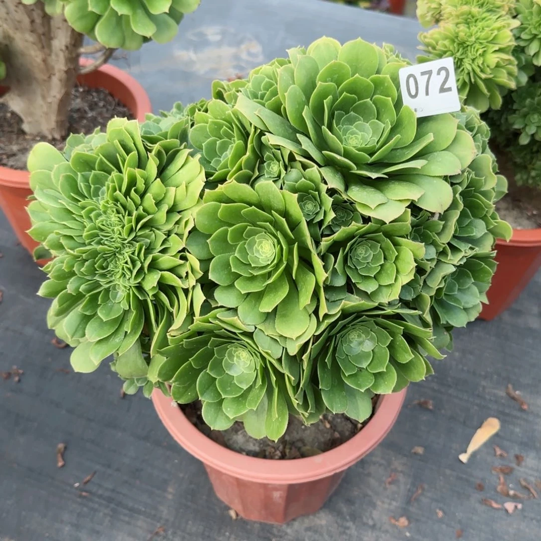 花***光072多肉植物绿缀