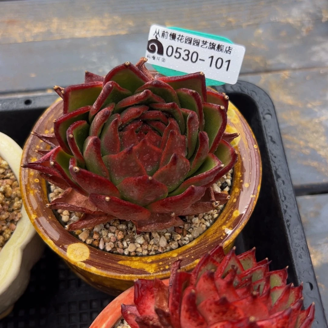 多肉一物一拍0530-101