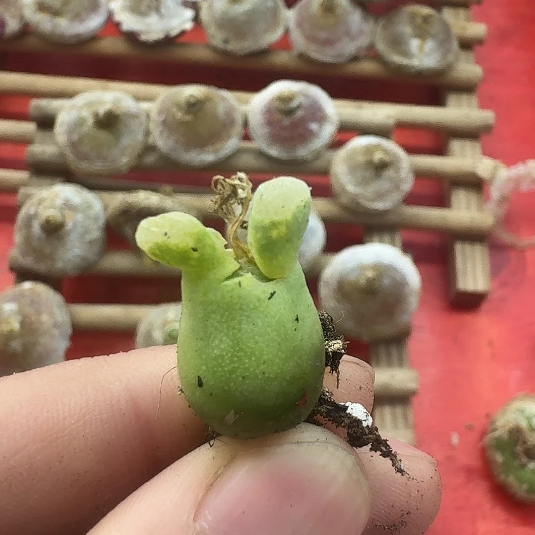 随***白100003奶瓶